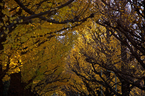 Golden leaves