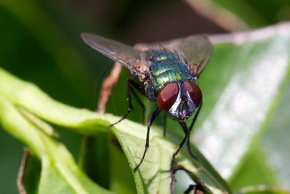 Blowfly