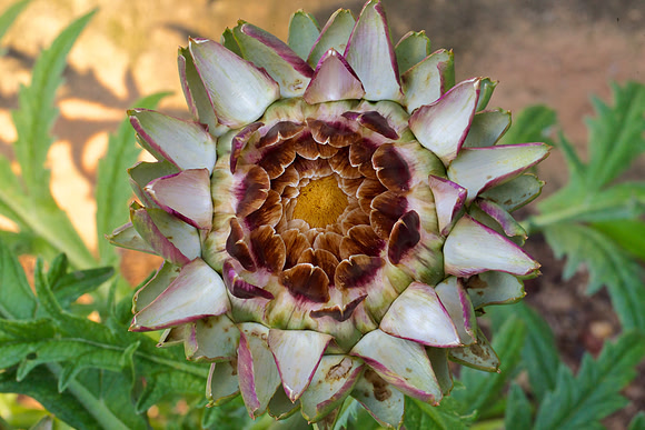 Artichoke