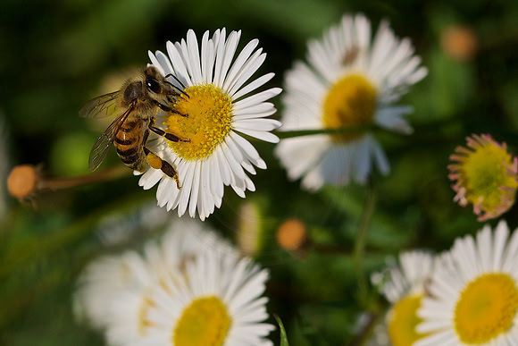 On the flower