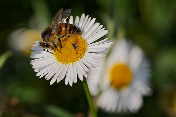 Pollinating