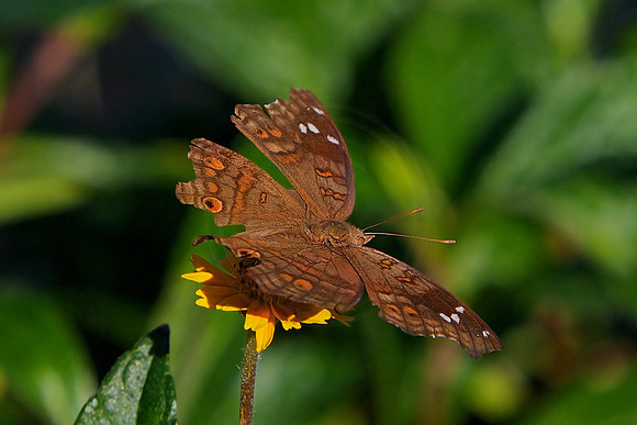 Skipper