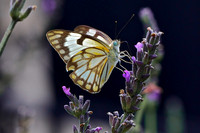 Colourful wings
