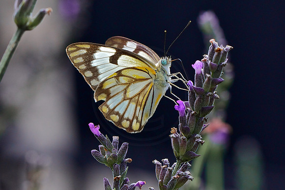 Colourful wings