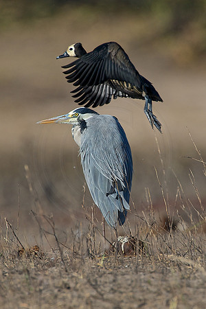 Air traffic control!