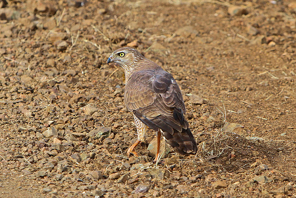 Goshawk