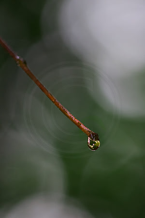 Water droplet