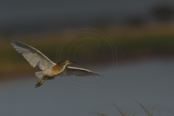 Heron