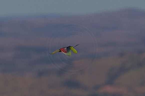 Airborne locust