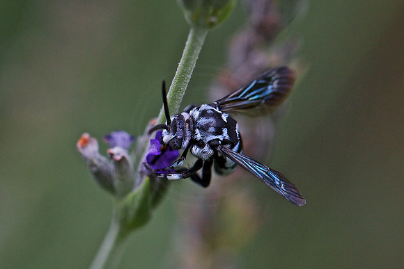 Nomia Amabilis