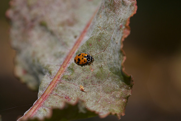 Lady bird