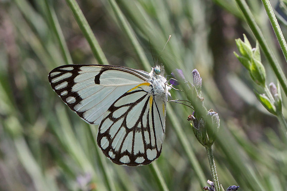 Brown veined-white