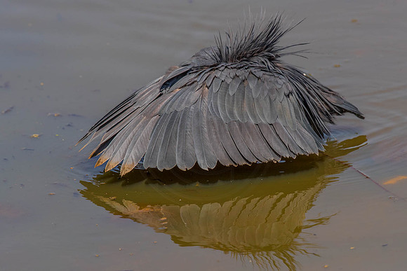 Heron