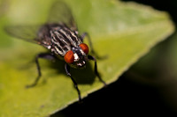 Fly