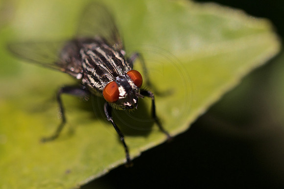 Fly