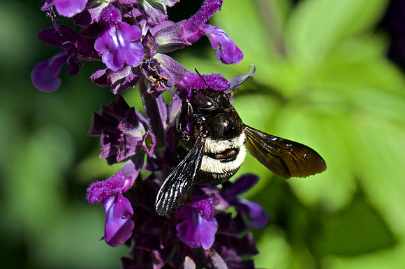 Nomia Amabilis