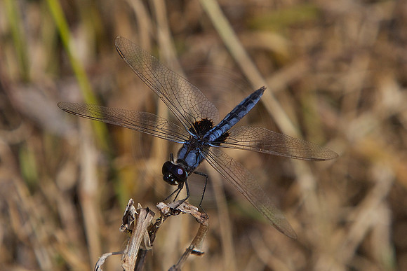 Dark dropwing