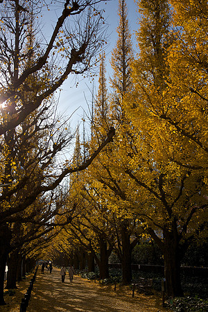 Tree lined