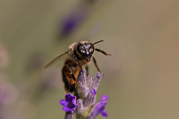 On lavender