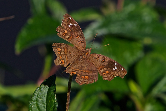 Skipper