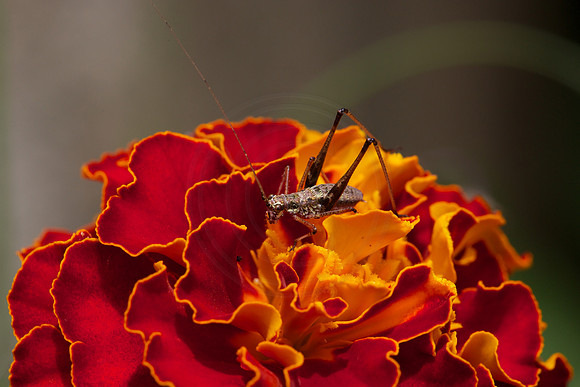 Small hopper