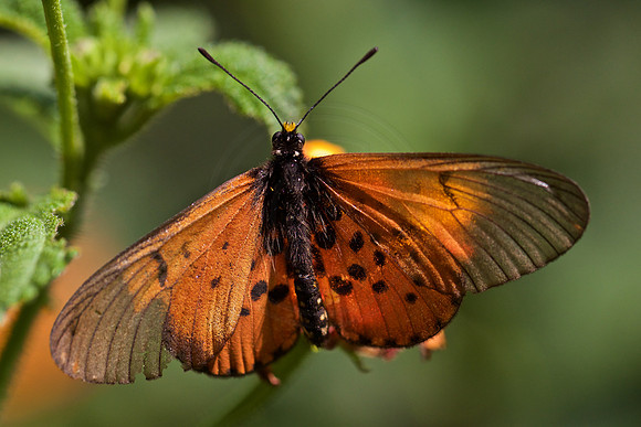 Acraea