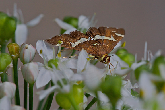 In the flower bed