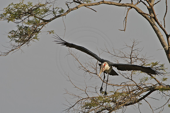 Marabou