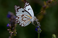 Garden shot