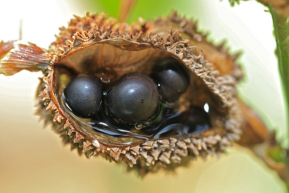 Opening
